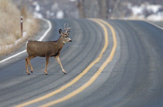 /gitea/c_meyer/pxt-ev3/raw/commit/af263c8183234bd4f489f56a40801364fad0cde6/docs/static/coding/object-detection/road-deer.jpg